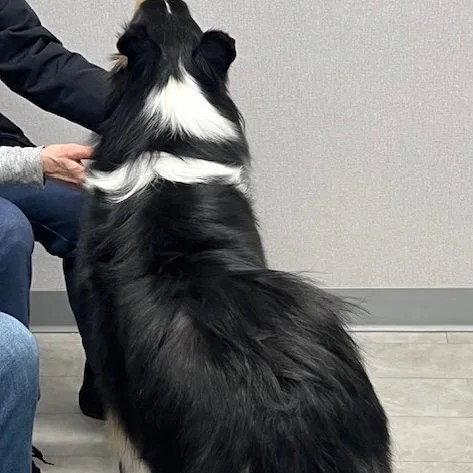 Enlarge Duke, a Adoptable Collie in Dublin, OH image 2/3