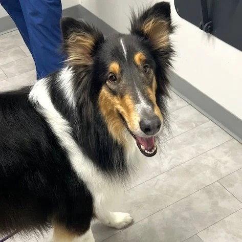 Enlarge Duke, a Adoptable Collie in Dublin, OH image 3/3