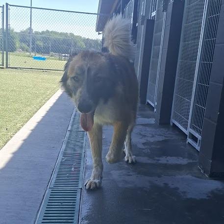 Joy, a Adoptable Collie in Hannibal, MO image 2/5
