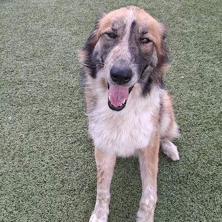 Joy, a Adoptable Collie in Hannibal, MO image 4/5