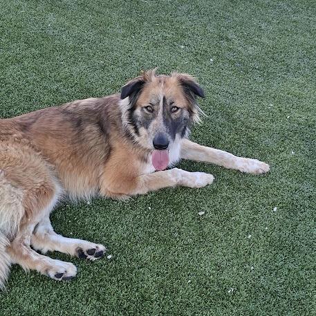 Joy, a Adoptable Collie in Hannibal, MO image 5/5