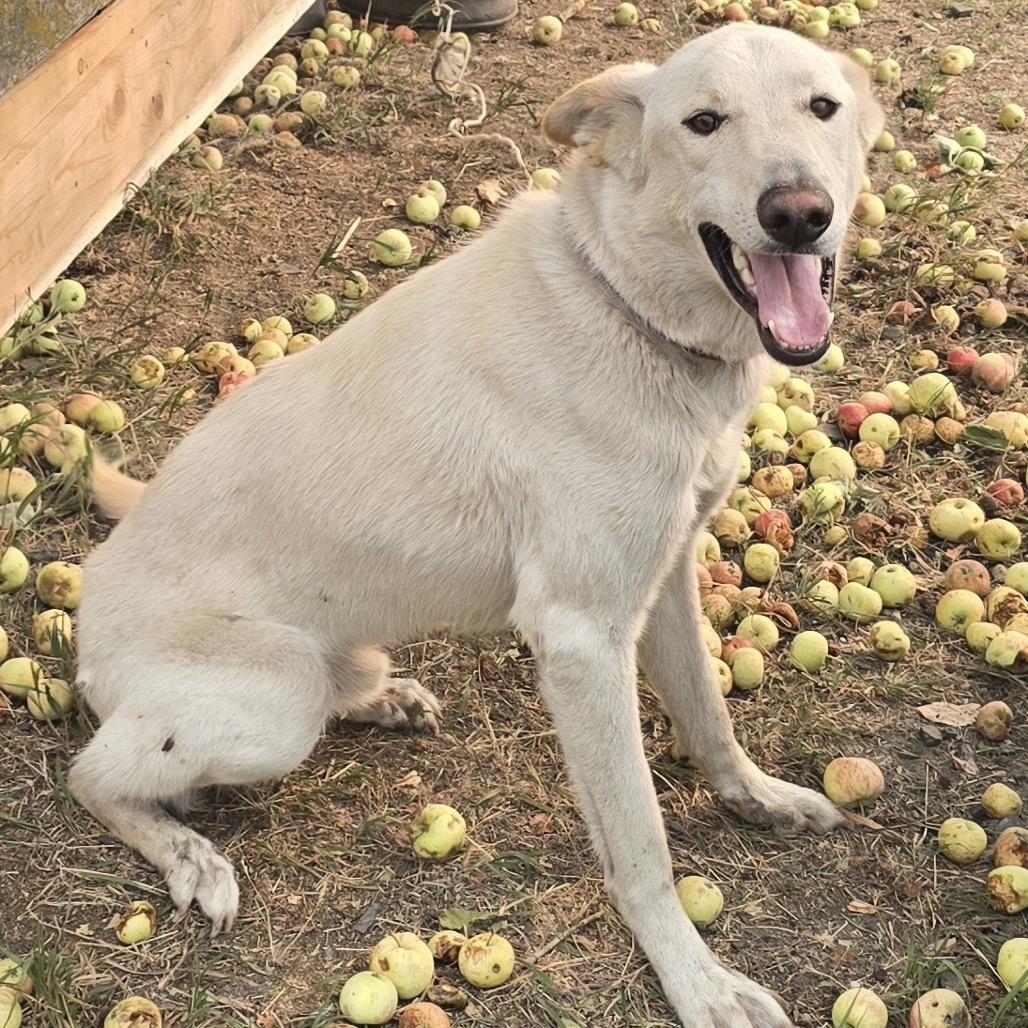 Enlarge Loki, a Adoptable mixed breed in Cashmere, WA image 1/6