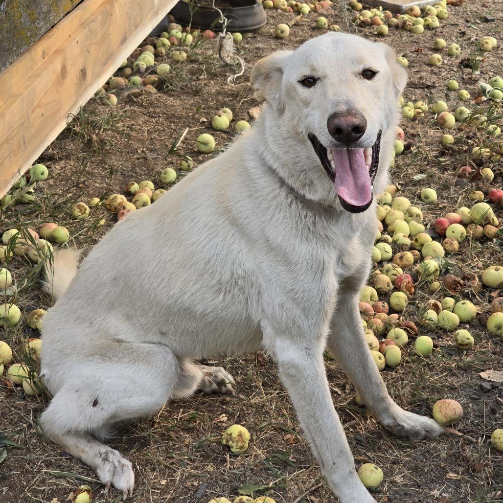 Enlarge Loki, a Adoptable mixed breed in Cashmere, WA image 2/6