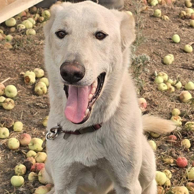 Enlarge Loki, a Adoptable mixed breed in Cashmere, WA image 3/6