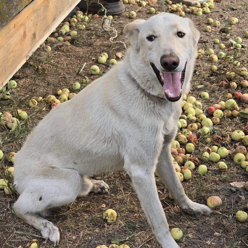 Enlarge Loki, a Adoptable mixed breed in Cashmere, WA image 4/6