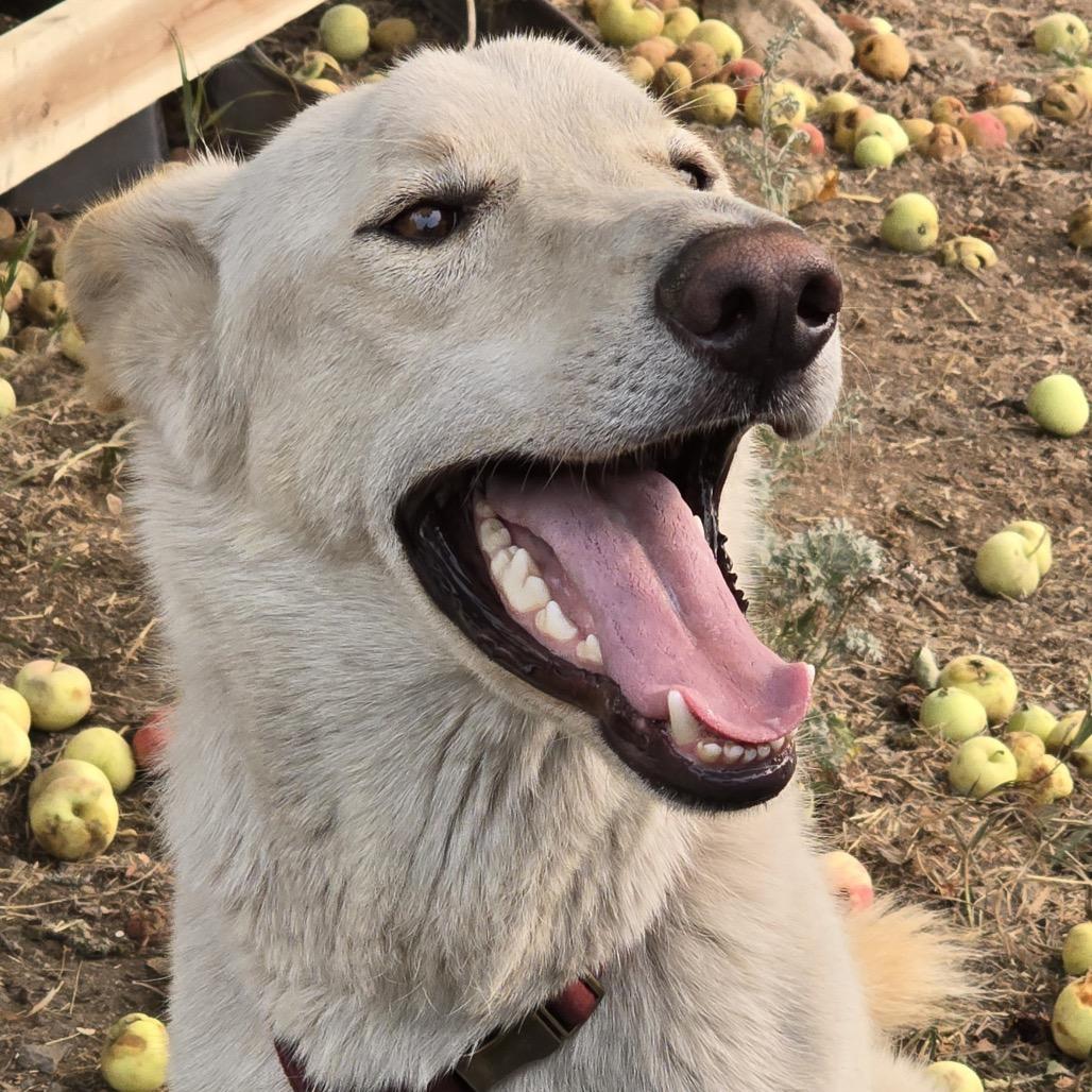 Enlarge Loki, a Adoptable mixed breed in Cashmere, WA image 5/6