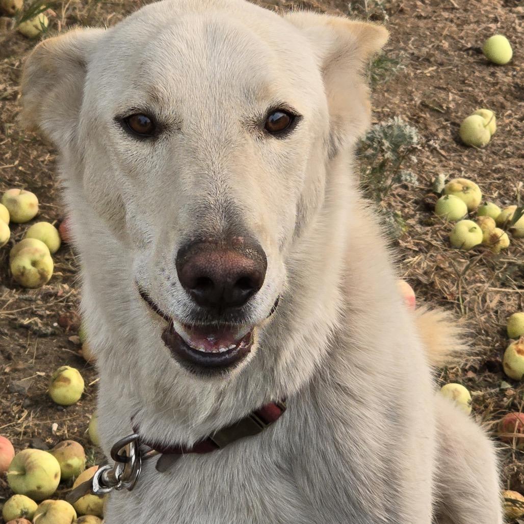 Enlarge Loki, a Adoptable mixed breed in Cashmere, WA image 6/6