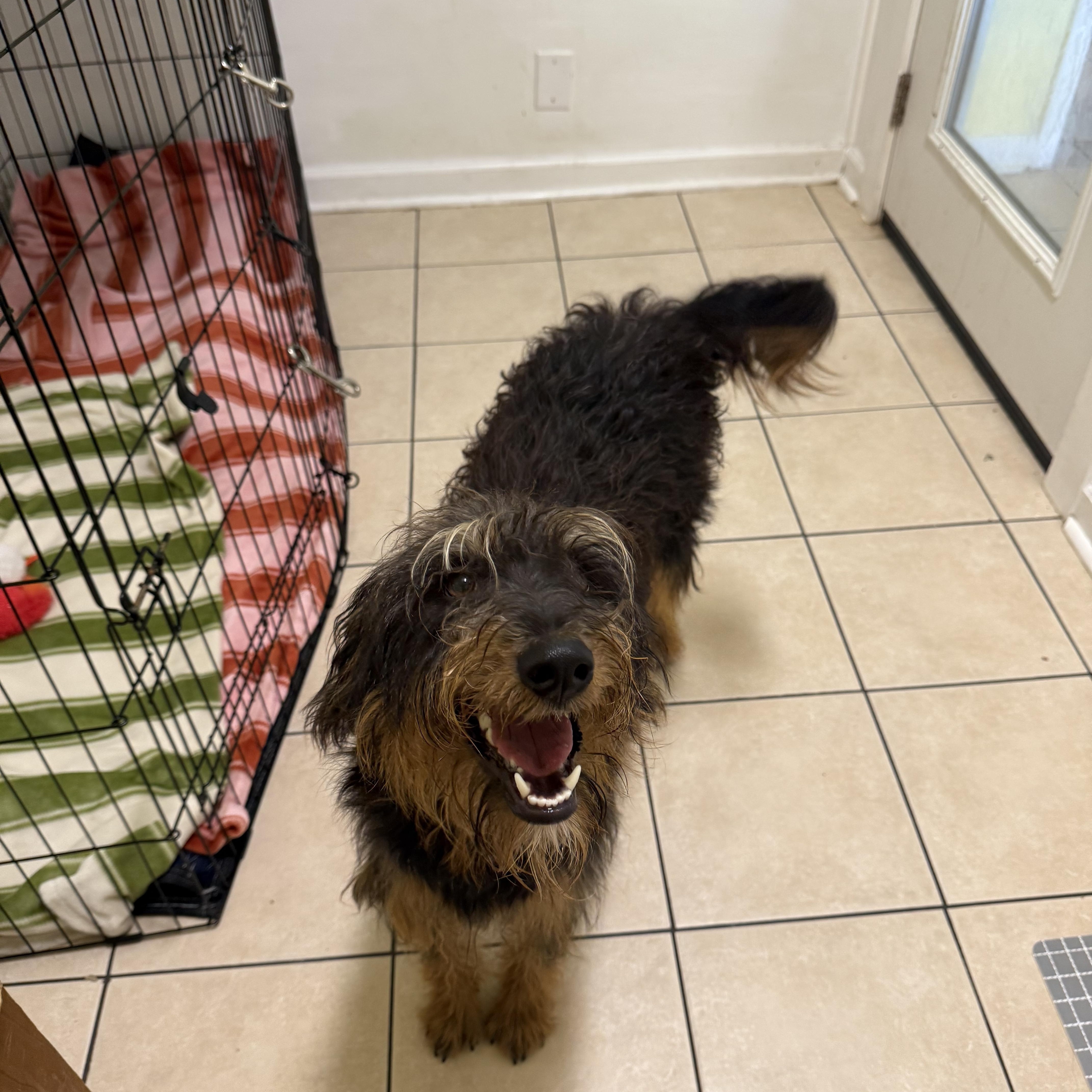 Daisy, ADOPTABLE, Young Female Labradoodle.