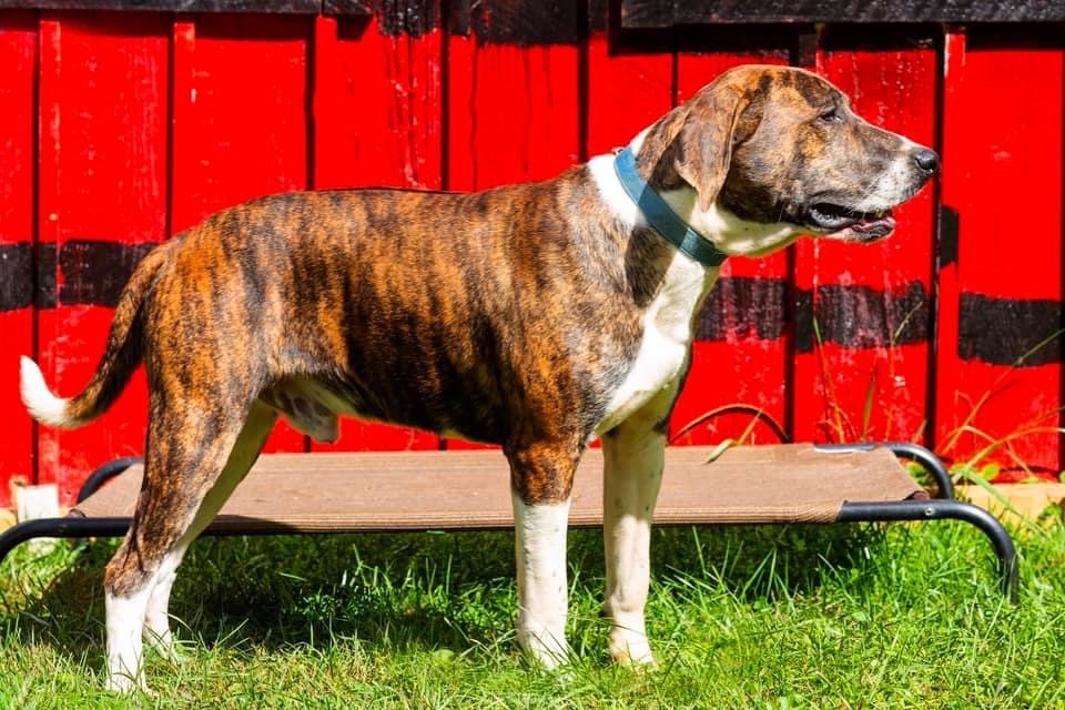 Milo, Adoptable, Young Male Plott Hound & Terrier.