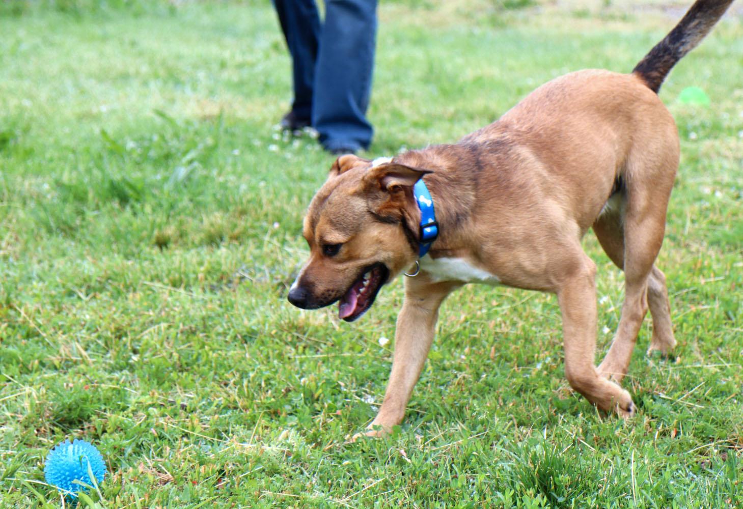 Gumby (AO36518), a ADOPTABLE mixed breed in Kansas City, KS image 4/6