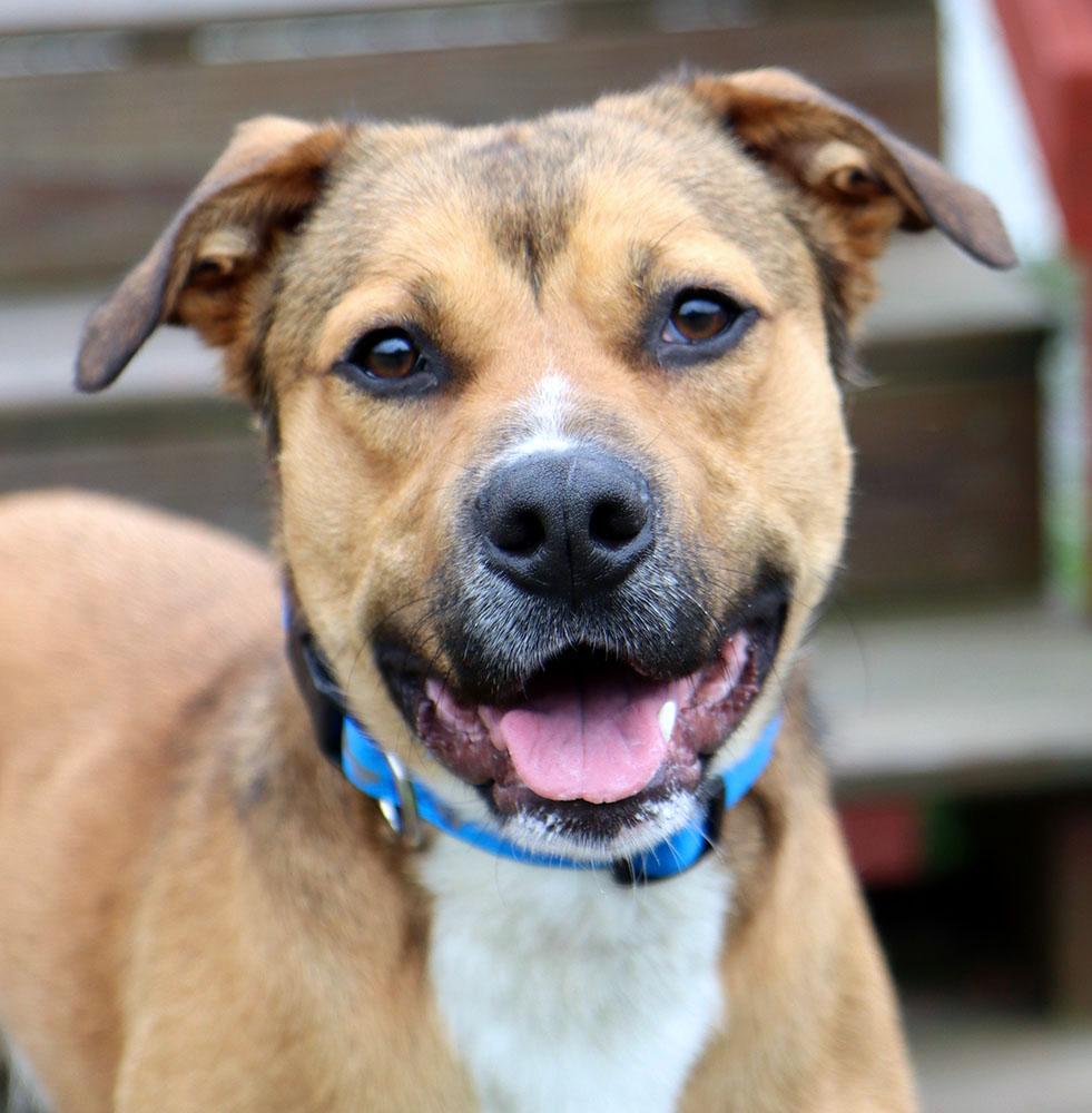 Gumby (AO36518), a ADOPTABLE mixed breed in Kansas City, KS image 5/6