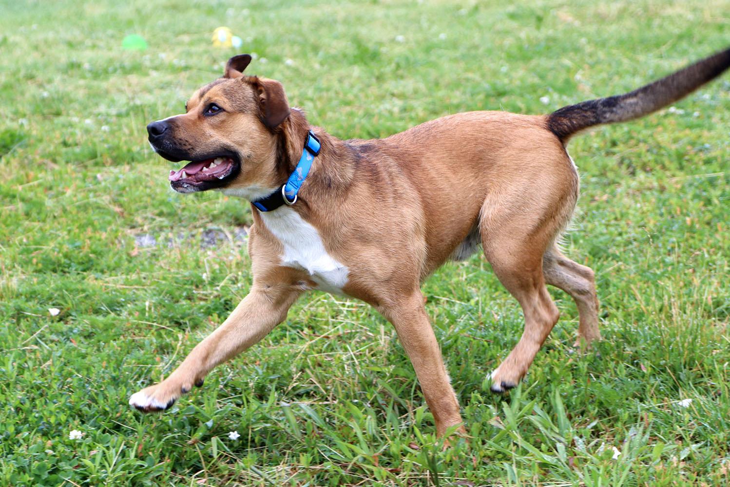 Gumby (AO36518), a ADOPTABLE mixed breed in Kansas City, KS image 2/6
