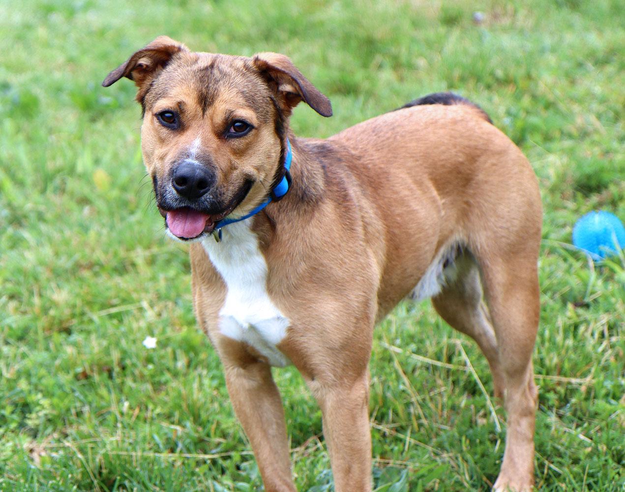 Gumby (AO36518), a ADOPTABLE mixed breed in Kansas City, KS image 6/6