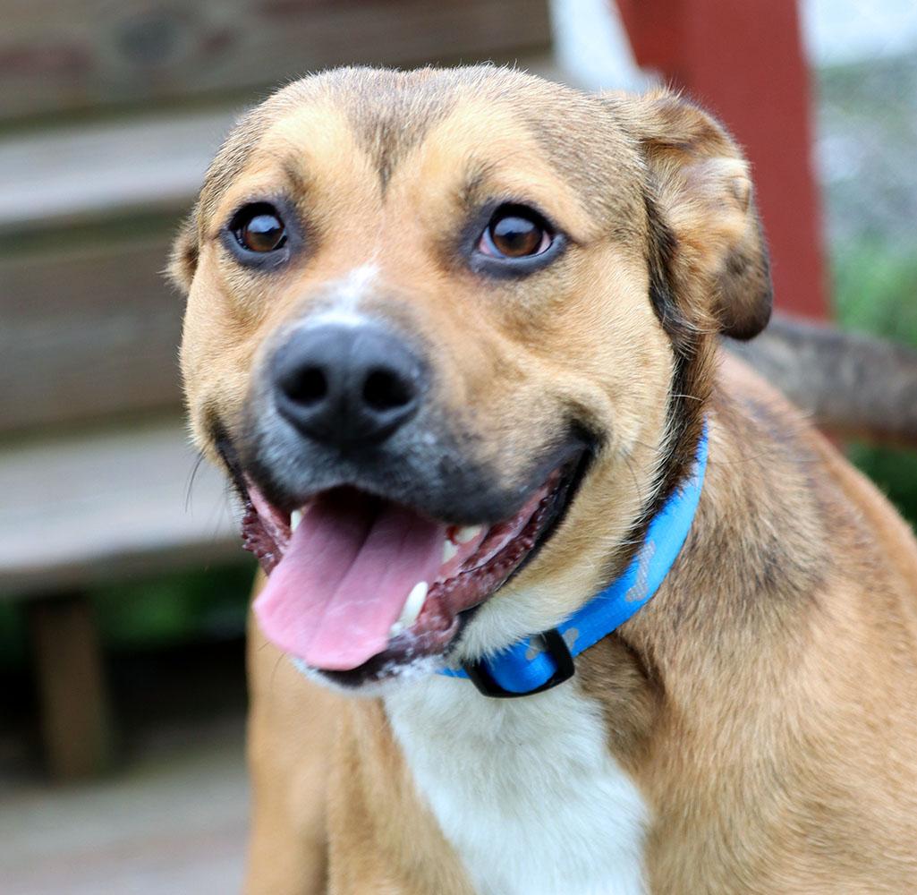 Gumby (AO36518), a ADOPTABLE mixed breed in Kansas City, KS image 3/6