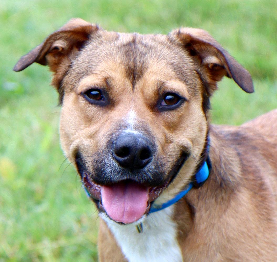 Gumby (AO36518), a ADOPTABLE mixed breed in Kansas City, KS image 1/6
