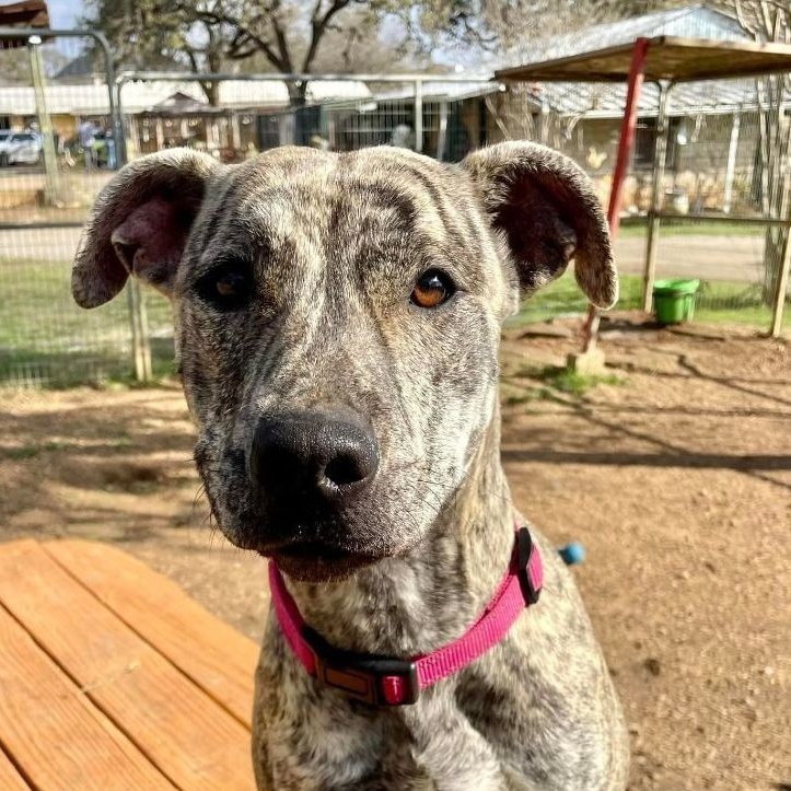 Peach, a Adoptable mixed breed in Bulverde, TX image 1/12