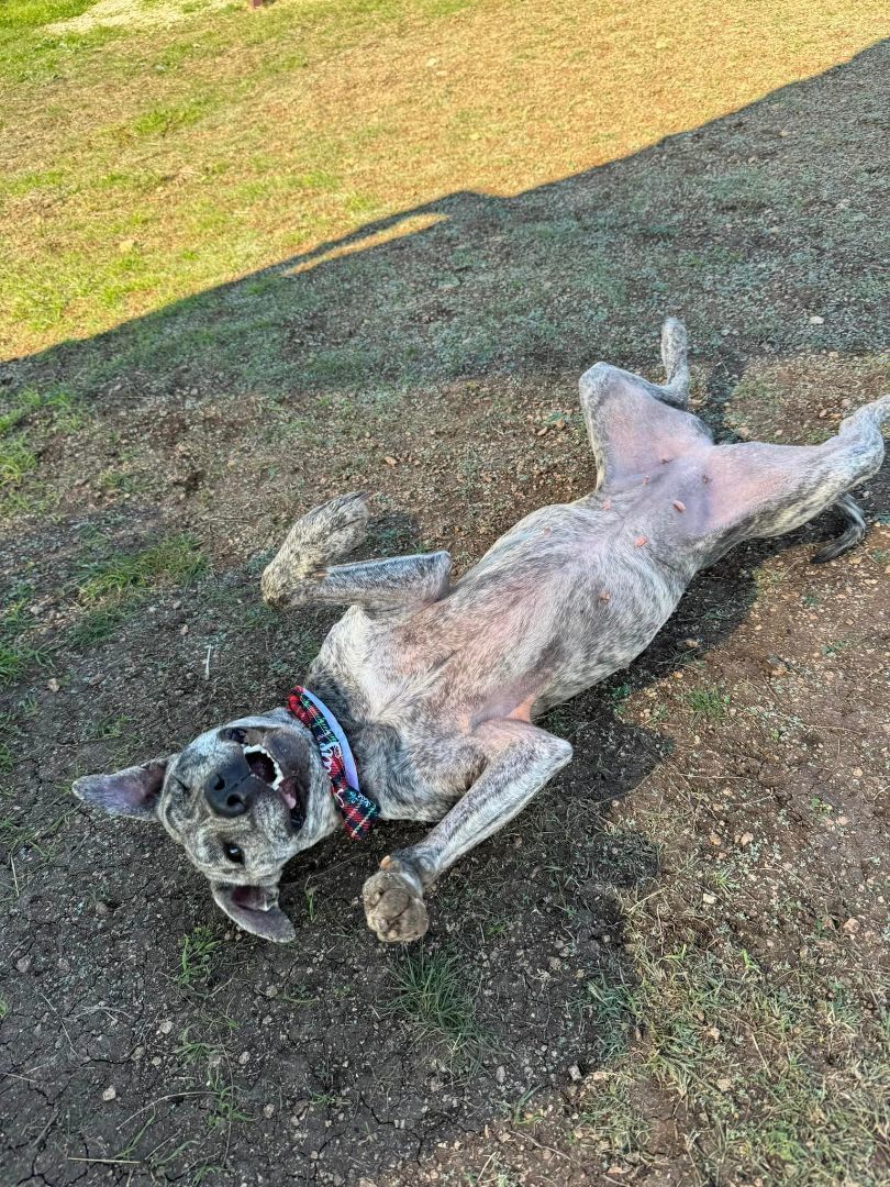 Enlarge Peach, a Adoptable mixed breed in Bulverde, TX image 10/12