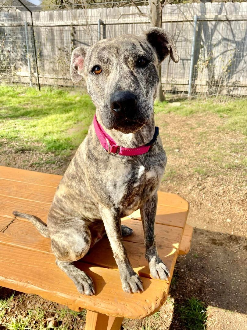 Enlarge Peach, a Adoptable mixed breed in Bulverde, TX image 11/12