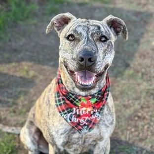 Enlarge Peach, a Adoptable mixed breed in Bulverde, TX image 12/12