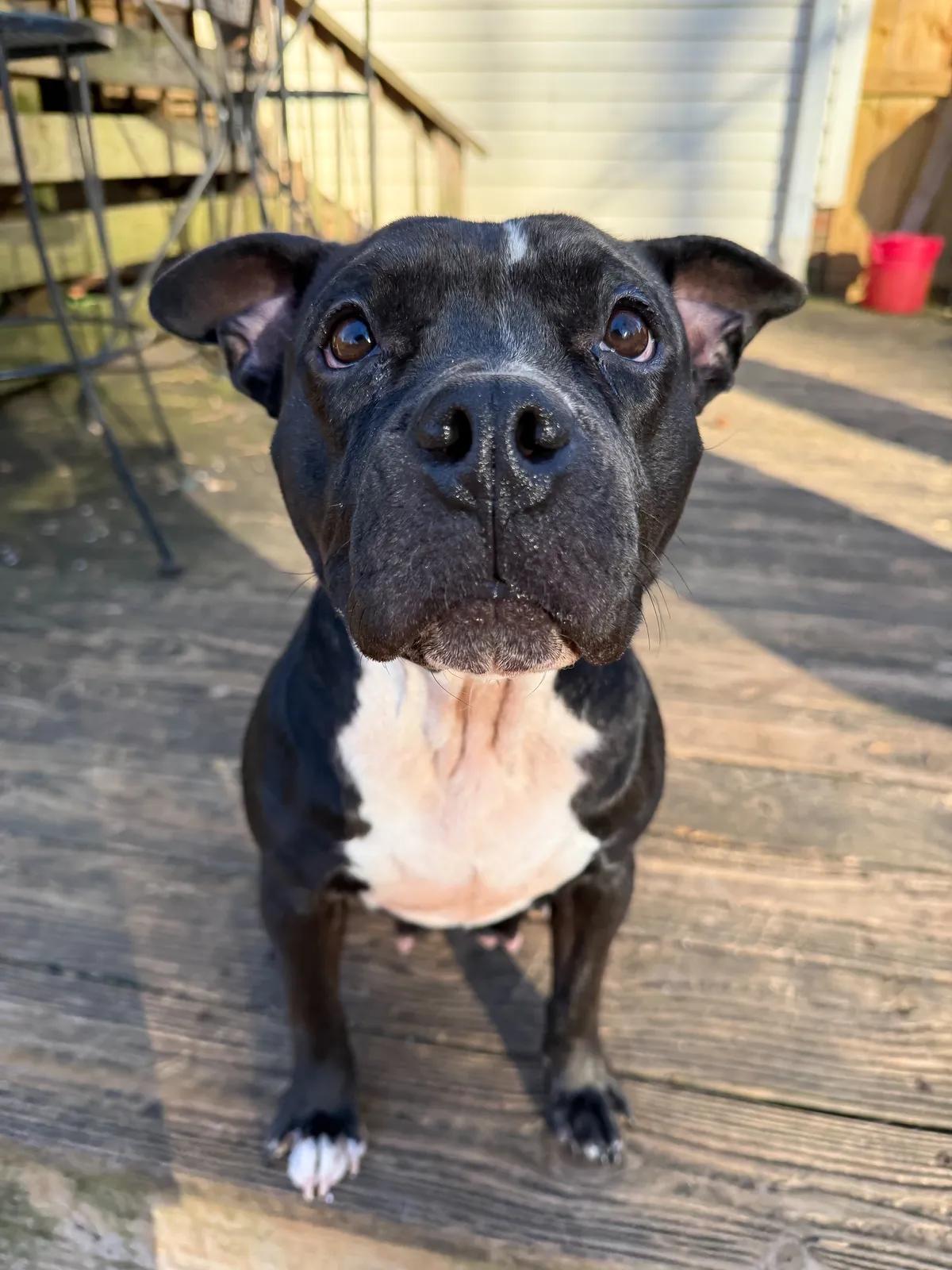 Enlarge Hazel Grace, a ADOPTABLE mixed breed in Greer, SC image 4/6