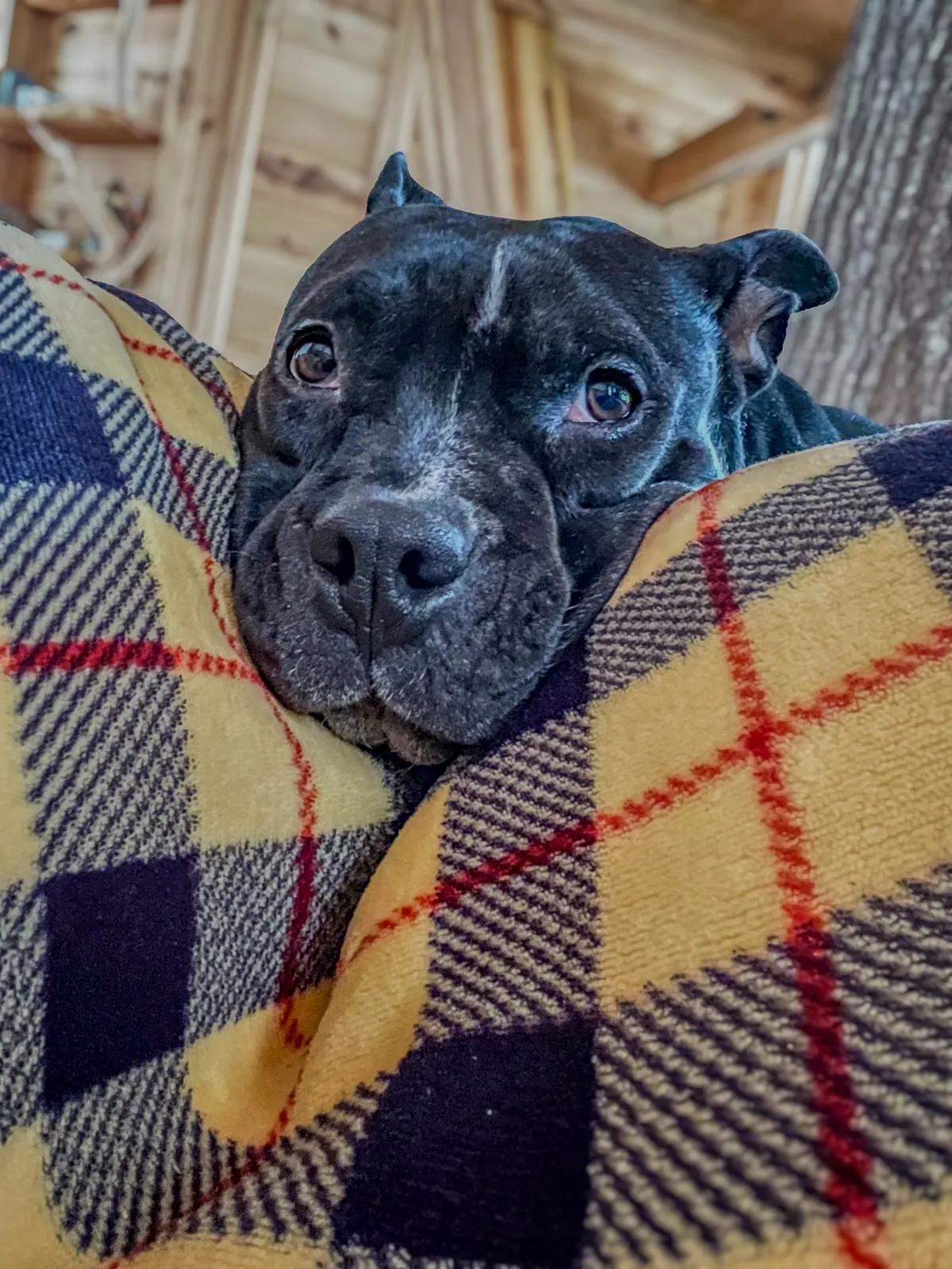 Enlarge Hazel Grace, a ADOPTABLE mixed breed in Greer, SC image 6/6