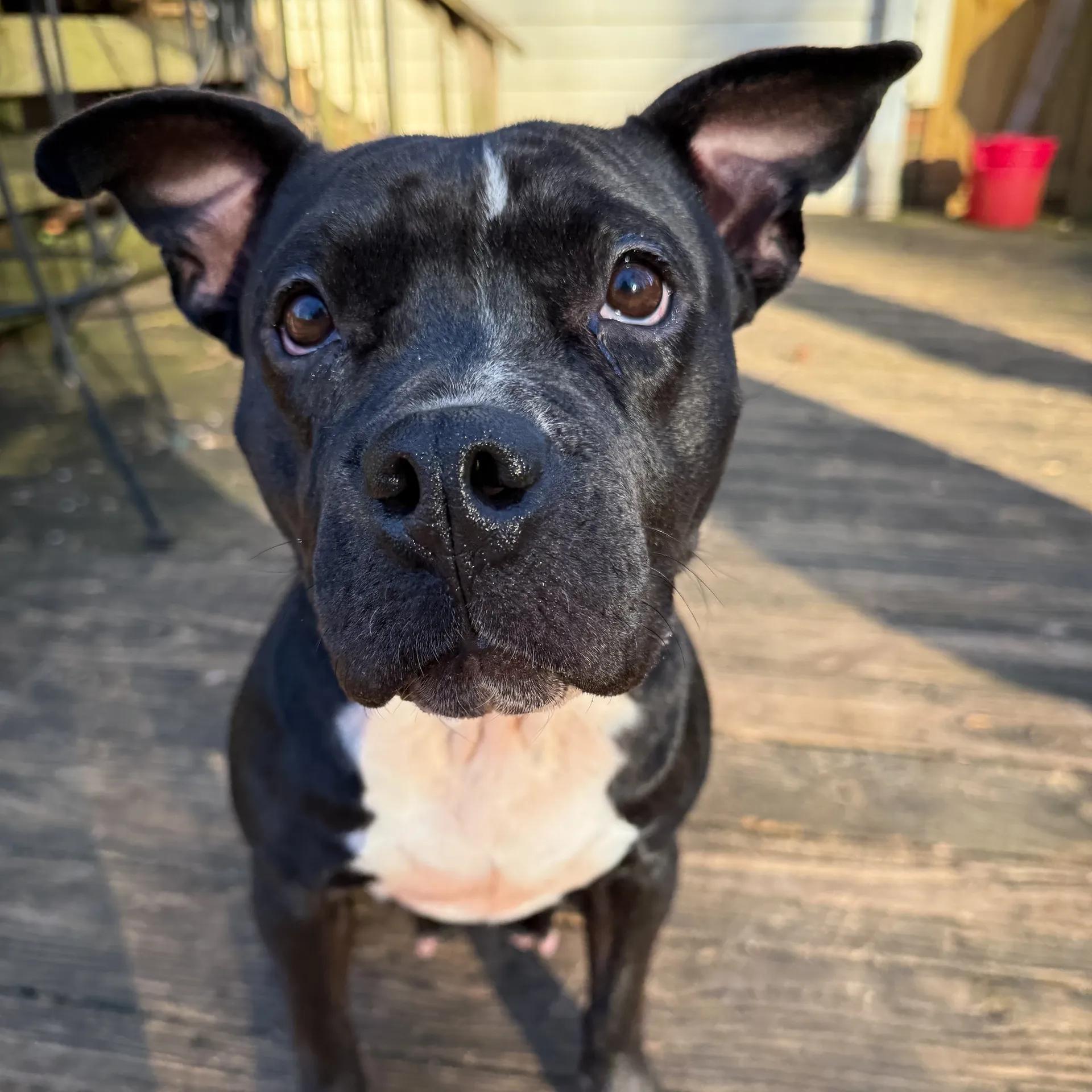 Enlarge Hazel Grace, a ADOPTABLE mixed breed in Greer, SC image 1/6