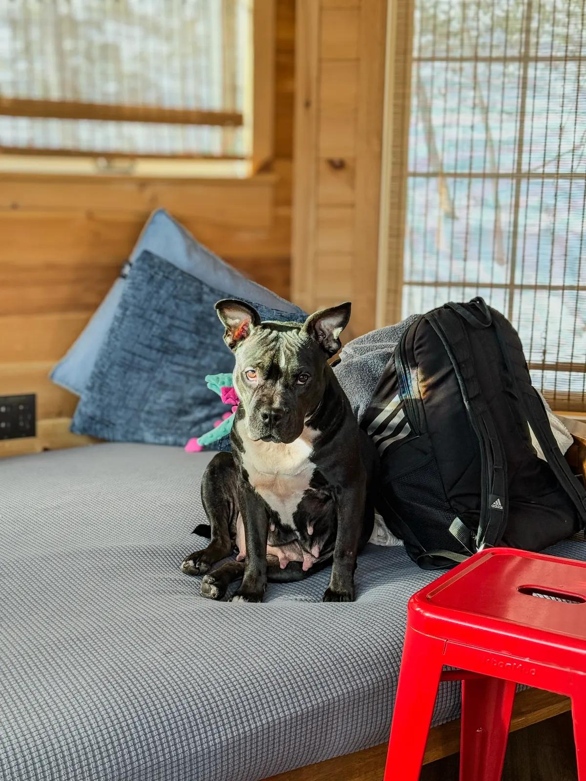 Enlarge Hazel Grace, a ADOPTABLE mixed breed in Greer, SC image 3/6