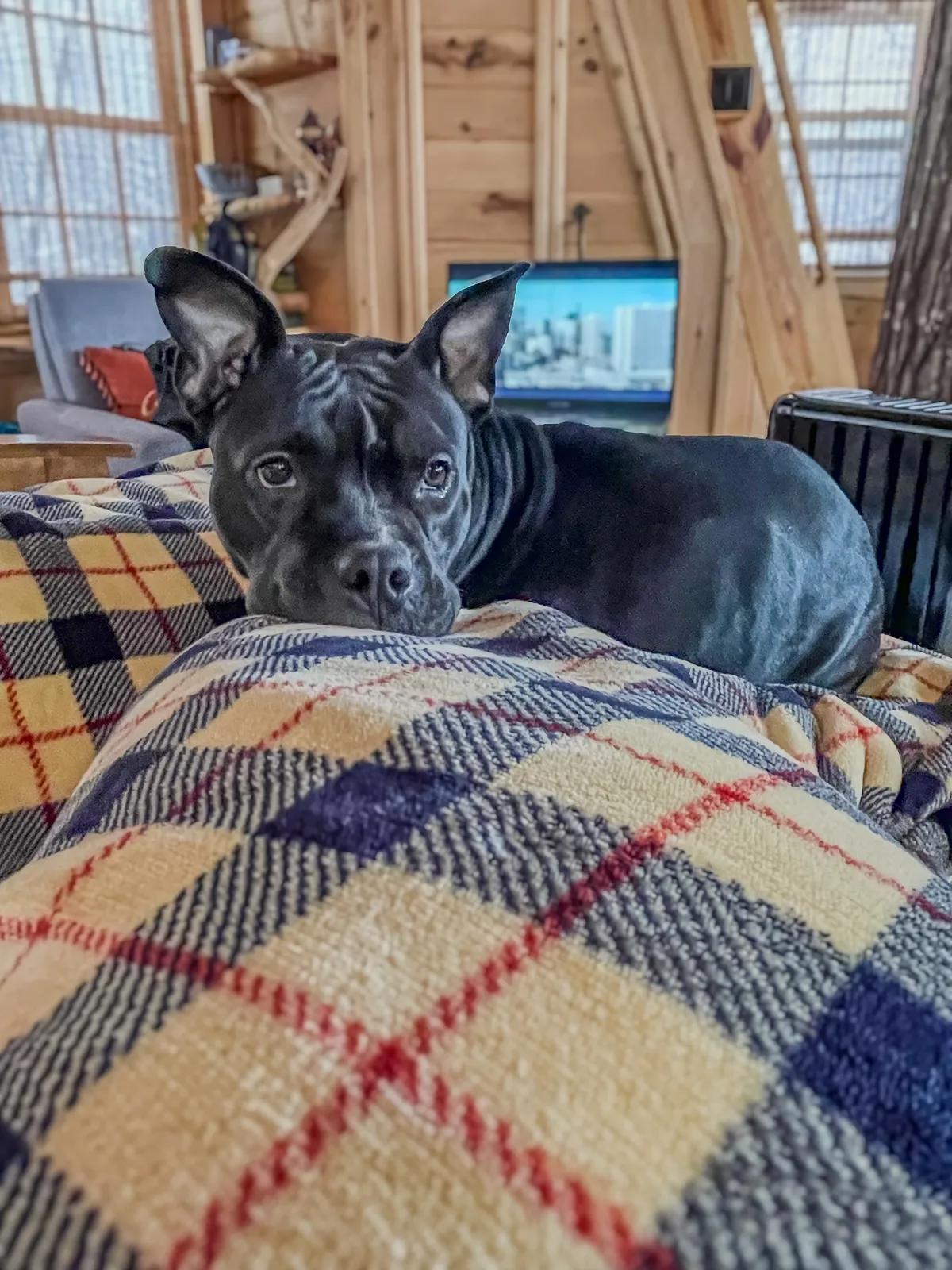 Enlarge Hazel Grace, a ADOPTABLE mixed breed in Greer, SC image 2/6