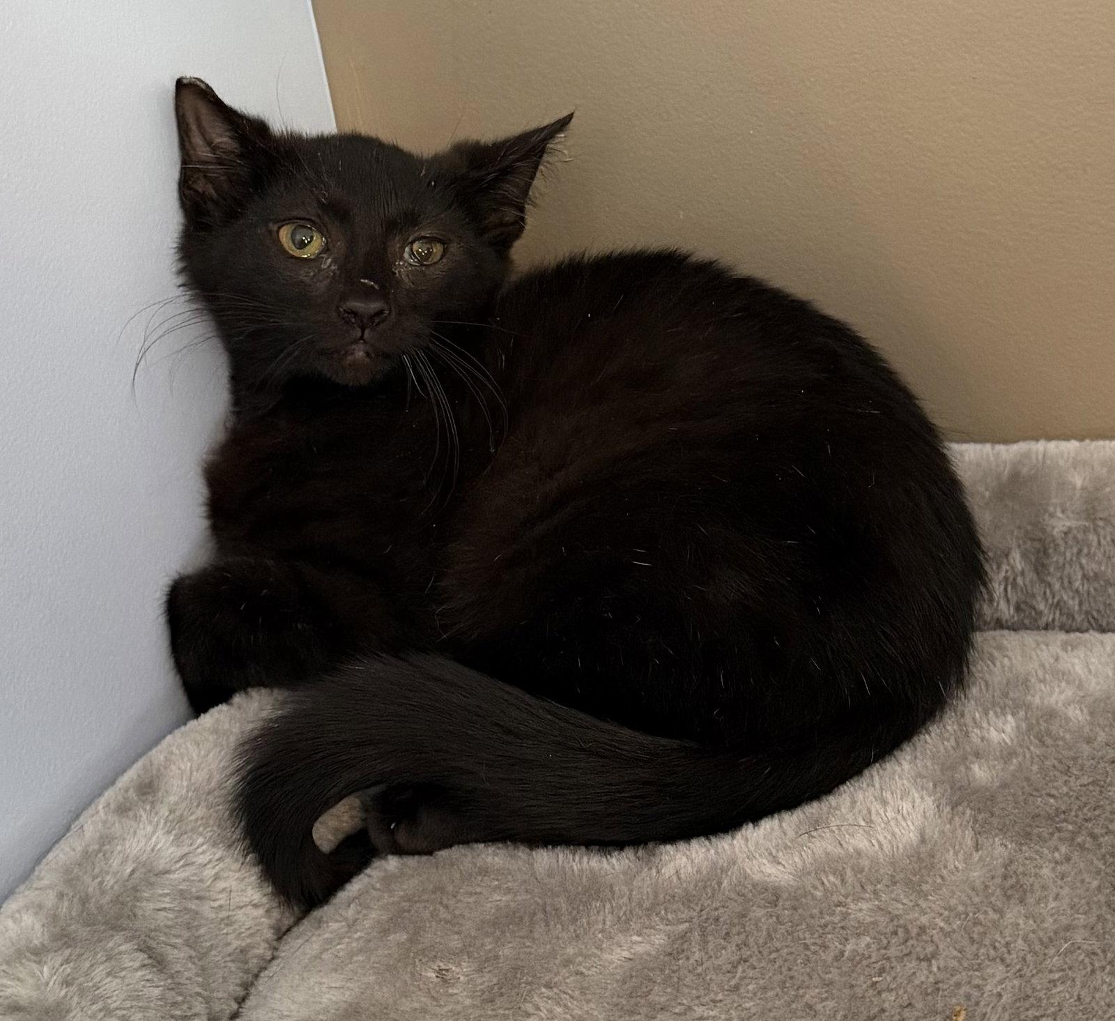 Banana, Adoptable, Young Male Domestic Short Hair.