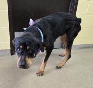 Enlarge Onyx, a ADOPTABLE Rottweiler in Bucyrus, OH image 6/6