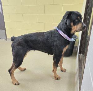 Enlarge Onyx, a ADOPTABLE Rottweiler in Bucyrus, OH image 4/6