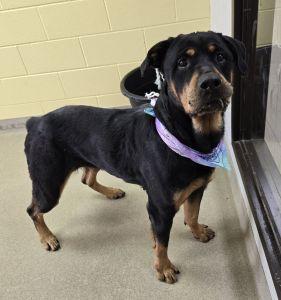 Onyx, ADOPTABLE, Adult Female Rottweiler.