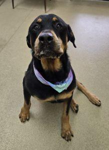 Enlarge Onyx, a ADOPTABLE Rottweiler in Bucyrus, OH image 3/6