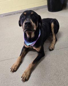 Enlarge Onyx, a ADOPTABLE Rottweiler in Bucyrus, OH image 2/6