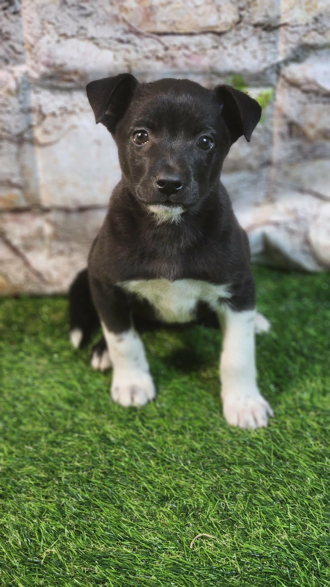 Enlarge Sophie AL, a Adoptable mixed breed in St Charles, MO image 6/6