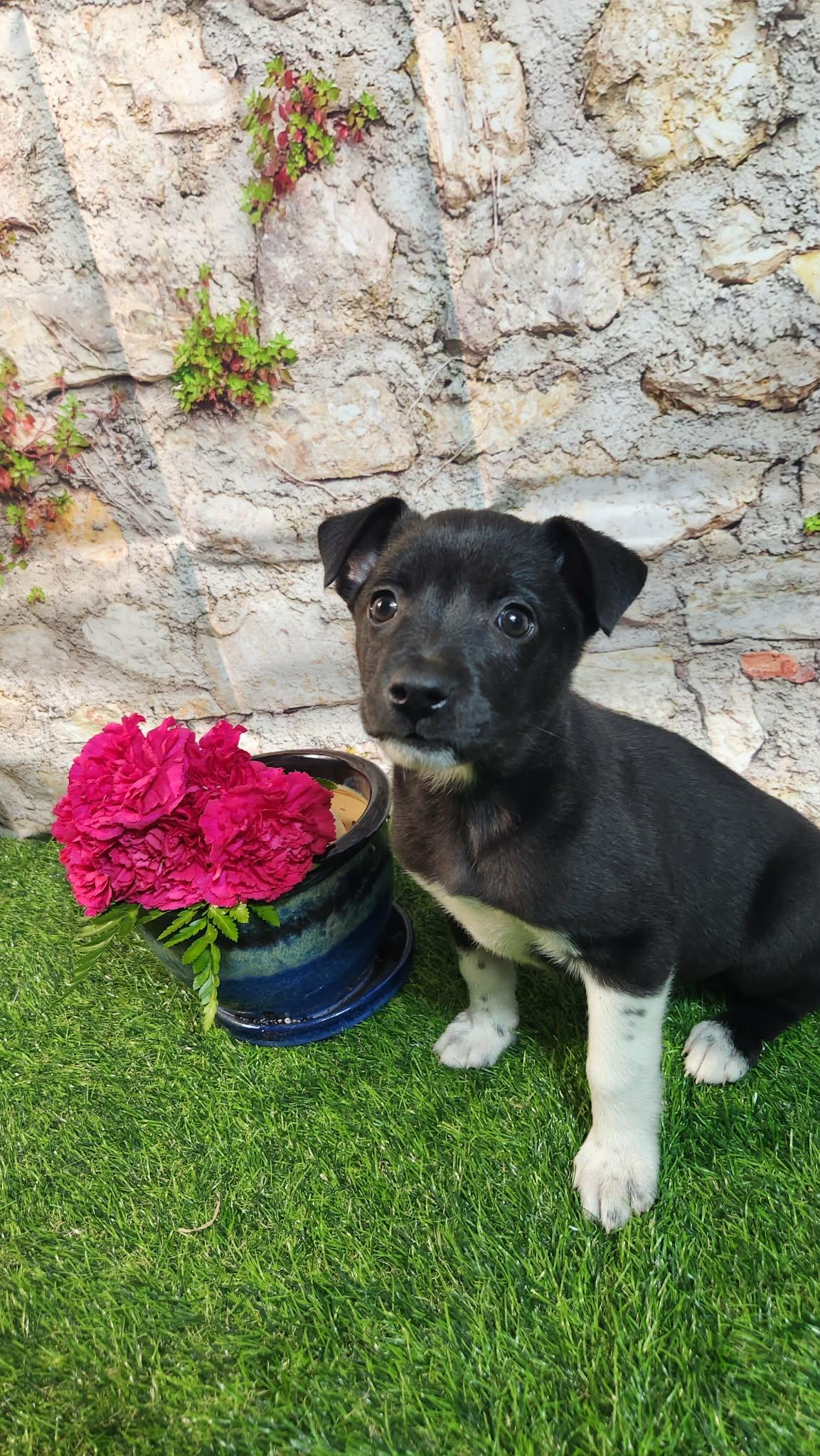 Enlarge Sophie AL, a Adoptable mixed breed in St Charles, MO image 5/6