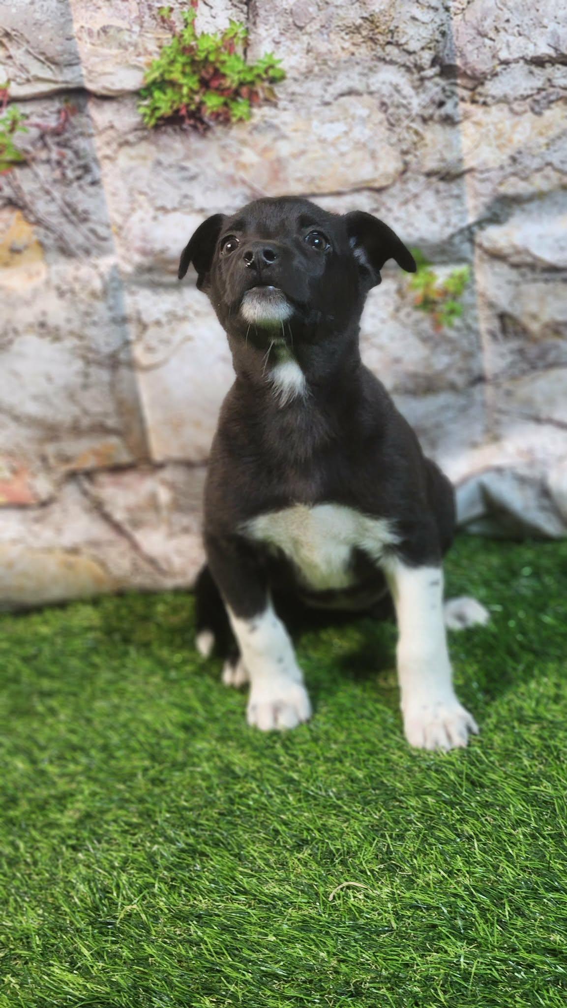 Enlarge Sophie AL, a Adoptable mixed breed in St Charles, MO image 4/6