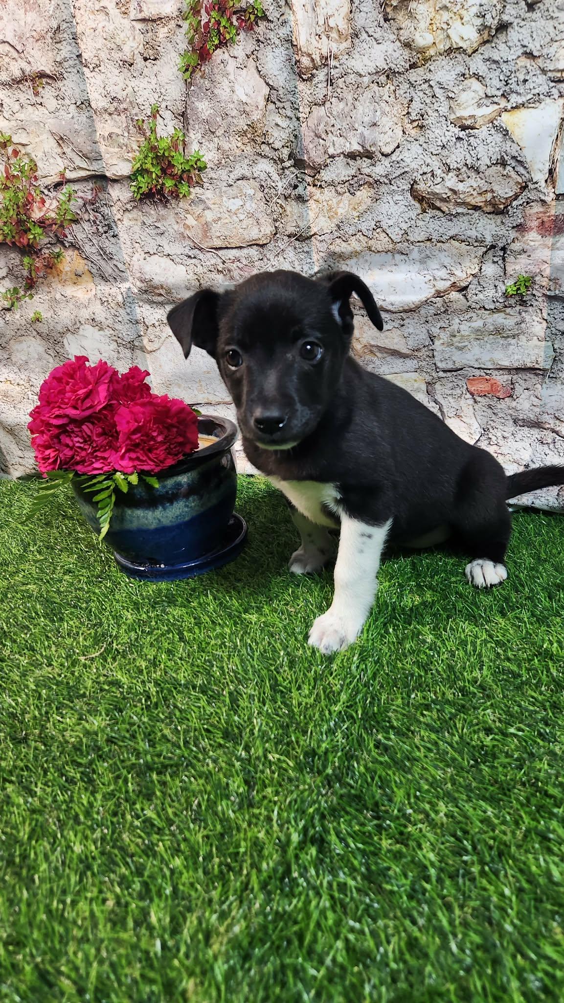 Enlarge Sophie AL, a Adoptable mixed breed in St Charles, MO image 2/6