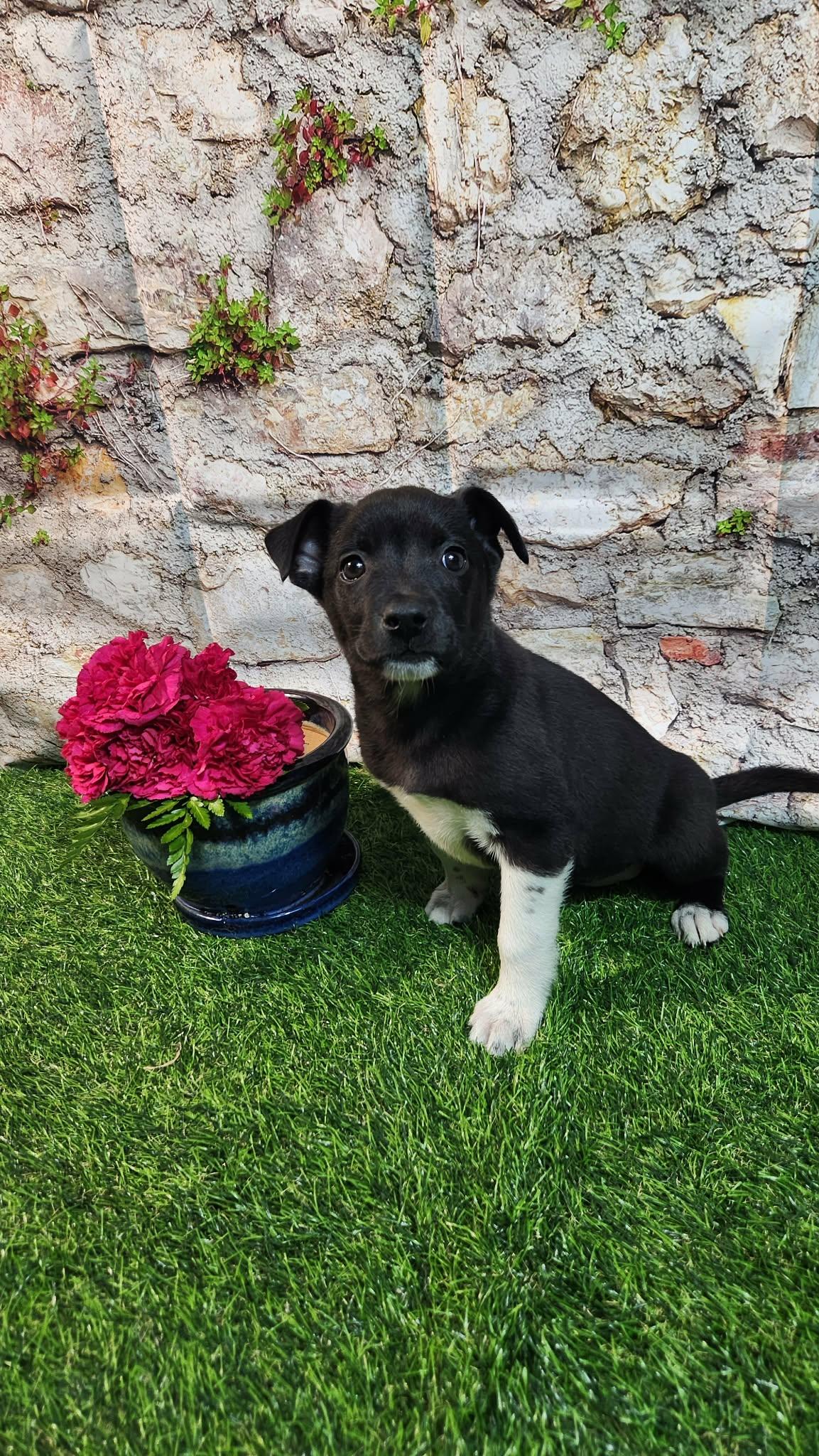 Enlarge Sophie AL, a Adoptable mixed breed in St Charles, MO image 3/6