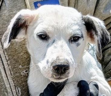 Mackenzie, Baby Female Great Pyrenees