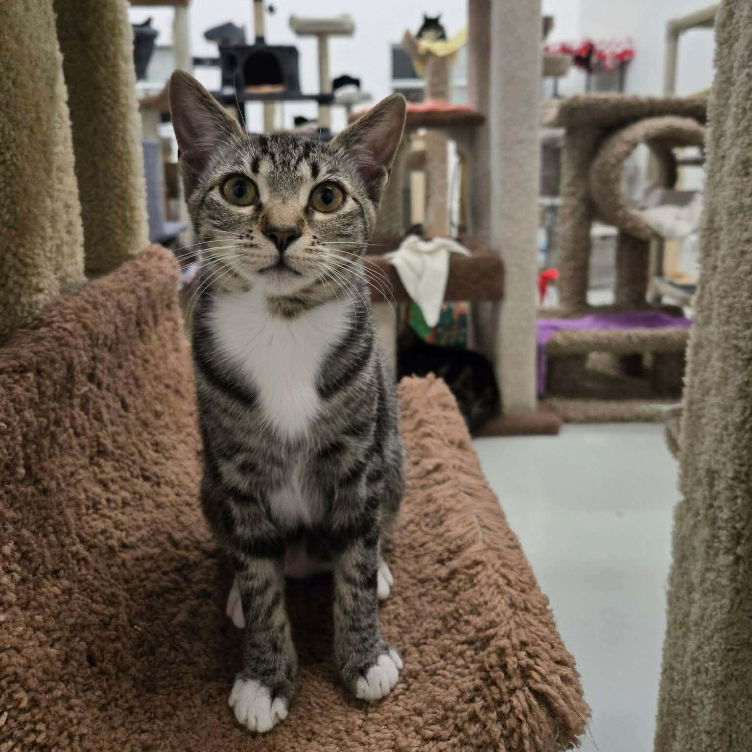 Petunia, adopted, Kitten Female Domestic Short Hair.