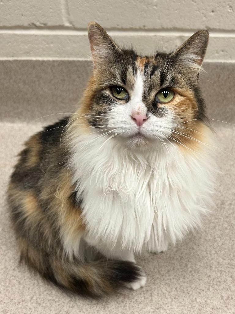 Regina, Adoptable, Young Female Domestic Long Hair.