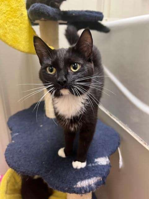 SPINACH, an adoptable Domestic Short Hair in Ironwood, MI, 49938 | Photo Image 1