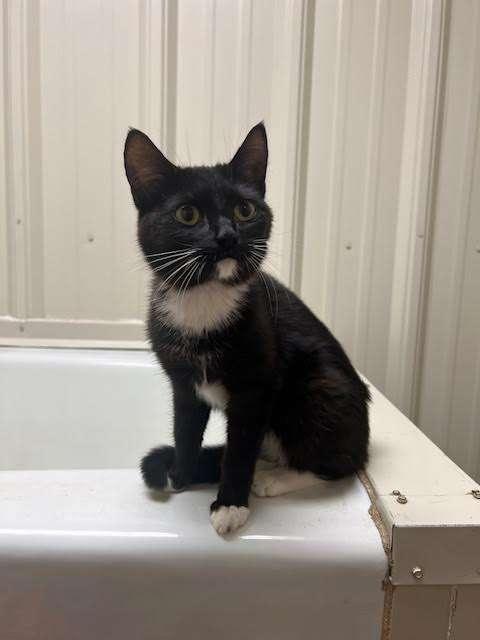 SPINACH, an adoptable Domestic Short Hair in Ironwood, MI, 49938 | Photo Image 3