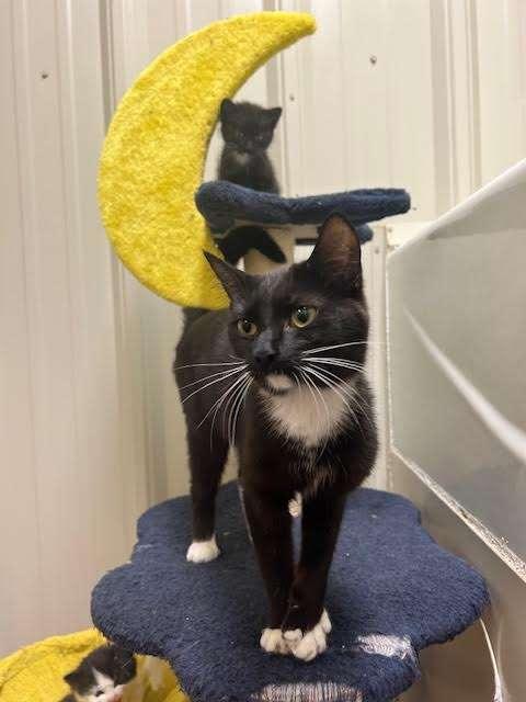 SPINACH, an adoptable Domestic Short Hair in Ironwood, MI, 49938 | Photo Image 2