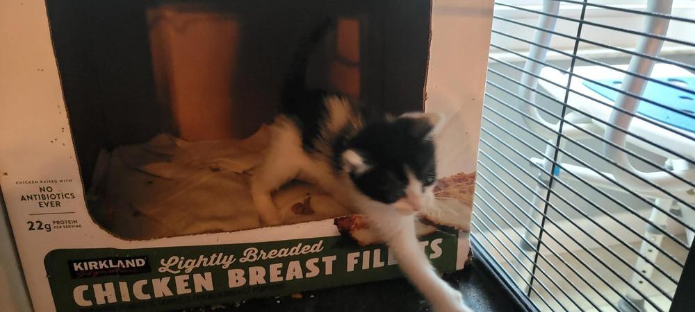 Enlarge Bessie, a Adoptable Domestic Short Hair in DELTONA, FL image 2/4