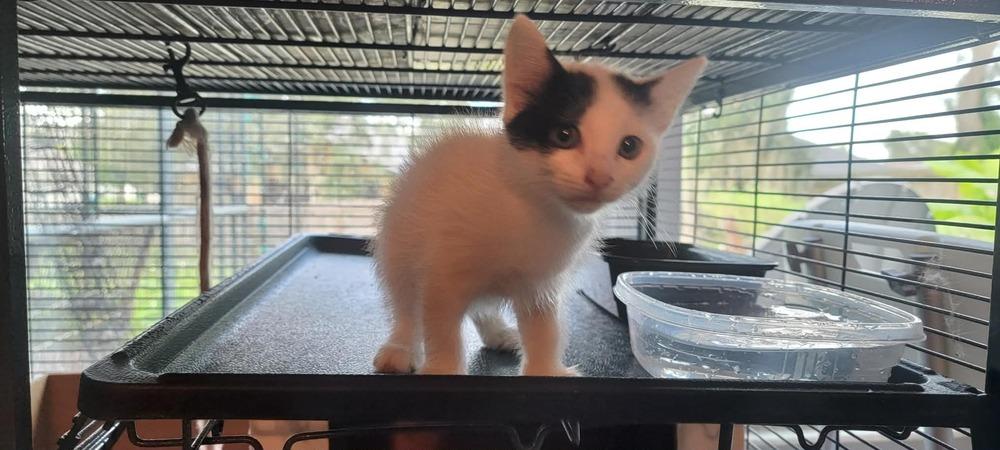 Enlarge Bessie, a Adoptable Domestic Short Hair in DELTONA, FL image 4/4