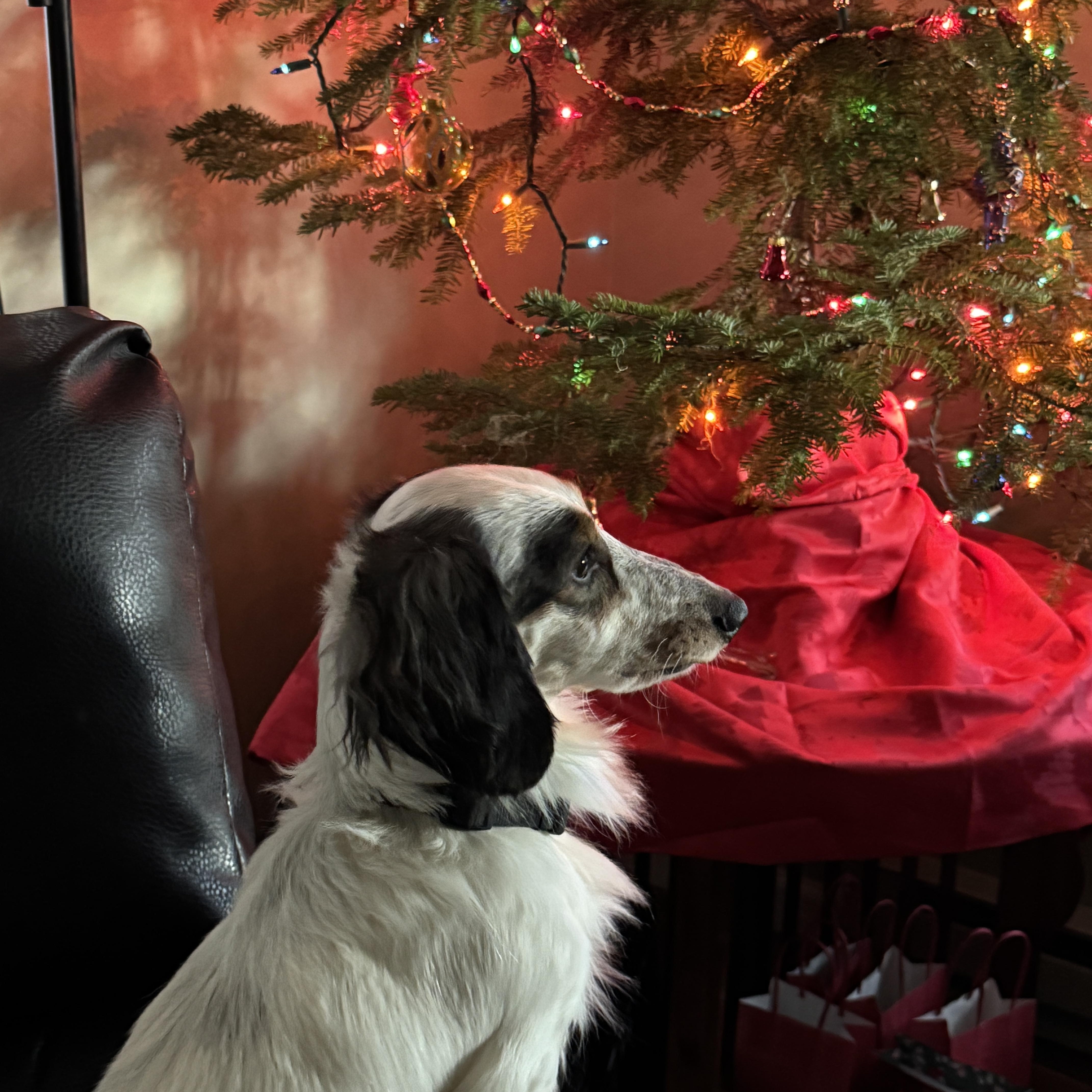 Enlarge Duke, a ADOPTABLE Dachshund in Portland, OR image 3/4