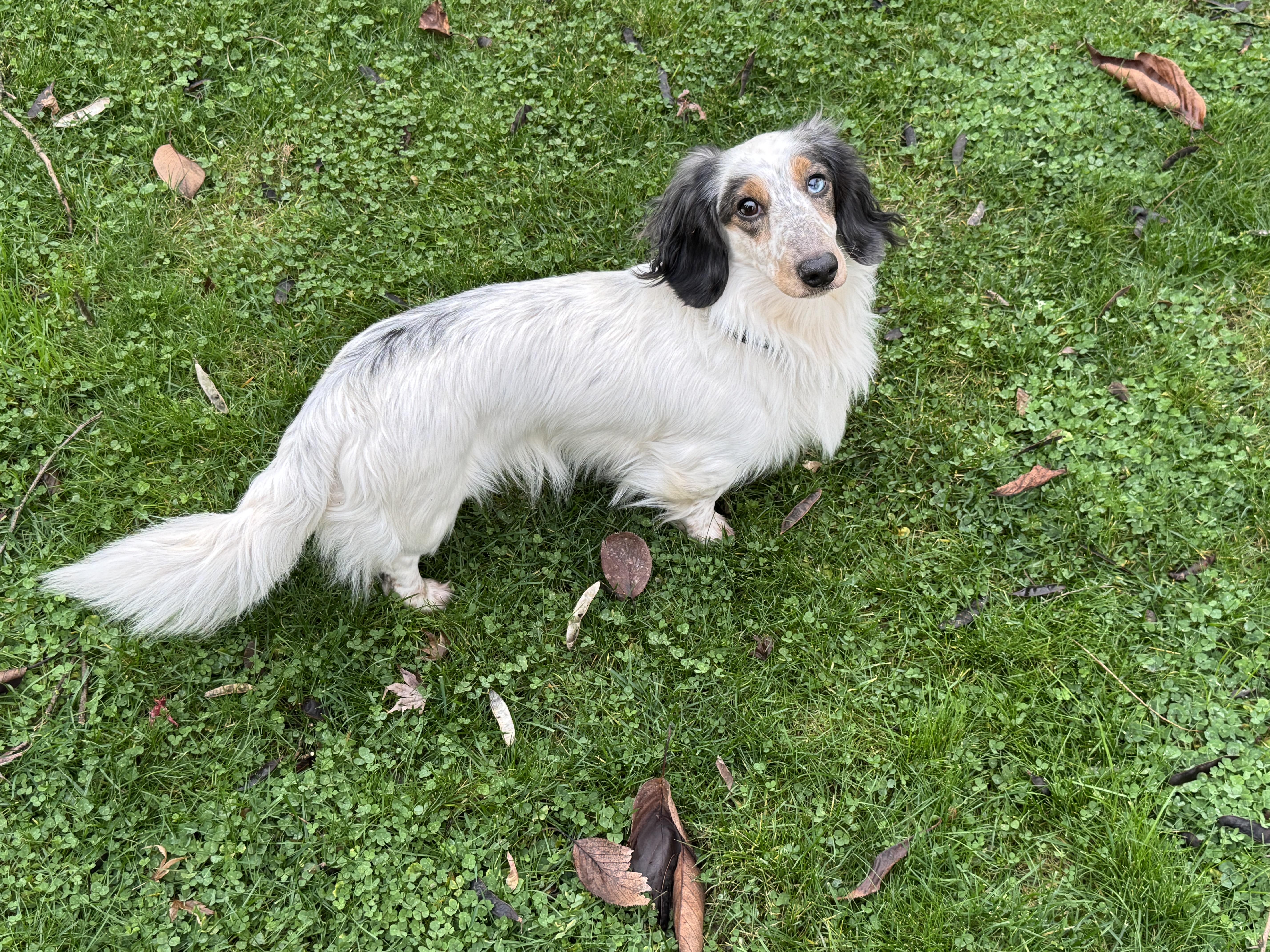 Enlarge Duke, a ADOPTABLE Dachshund in Portland, OR image 2/4
