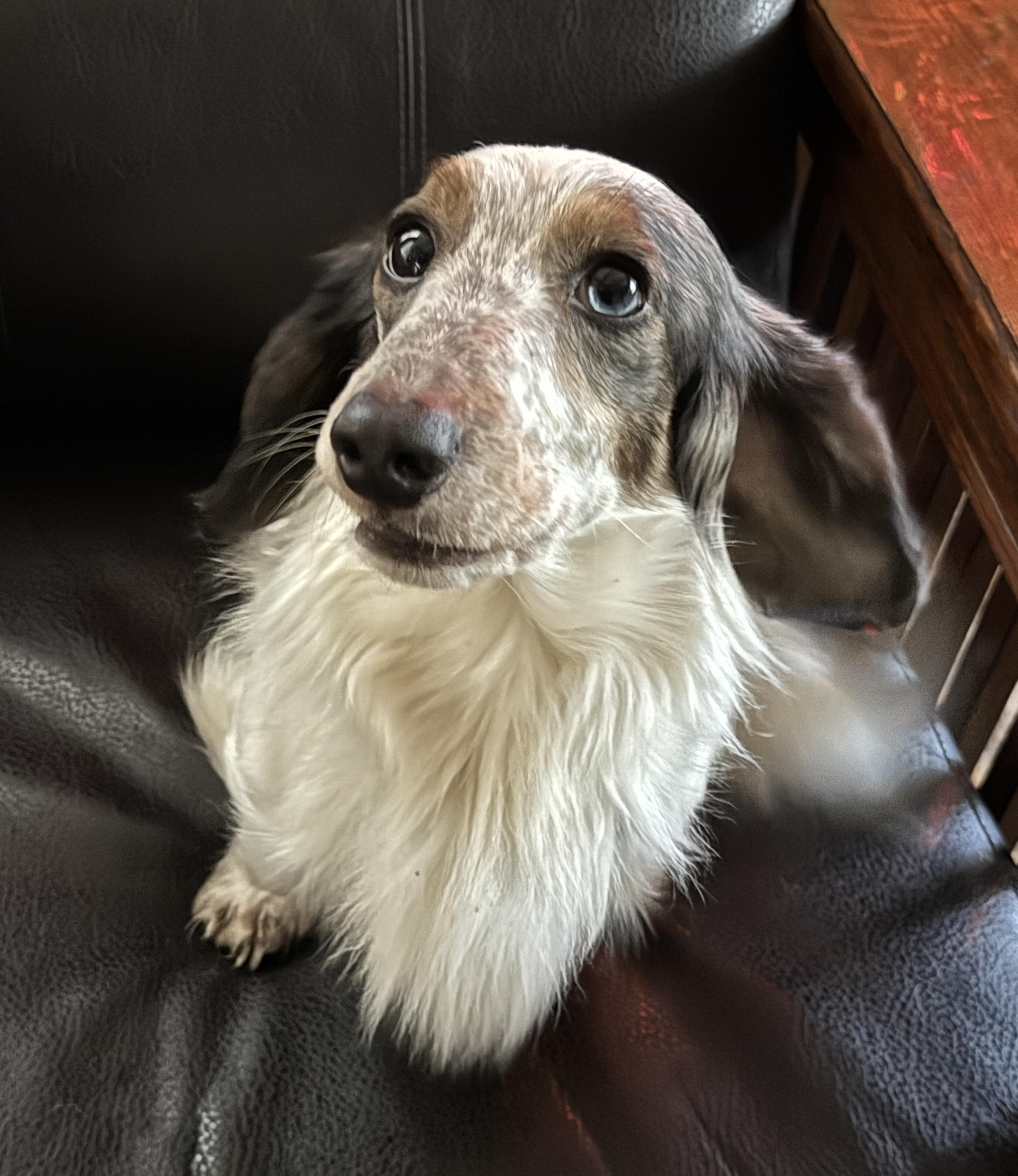 Enlarge Duke, a ADOPTABLE Dachshund in Portland, OR image 1/4